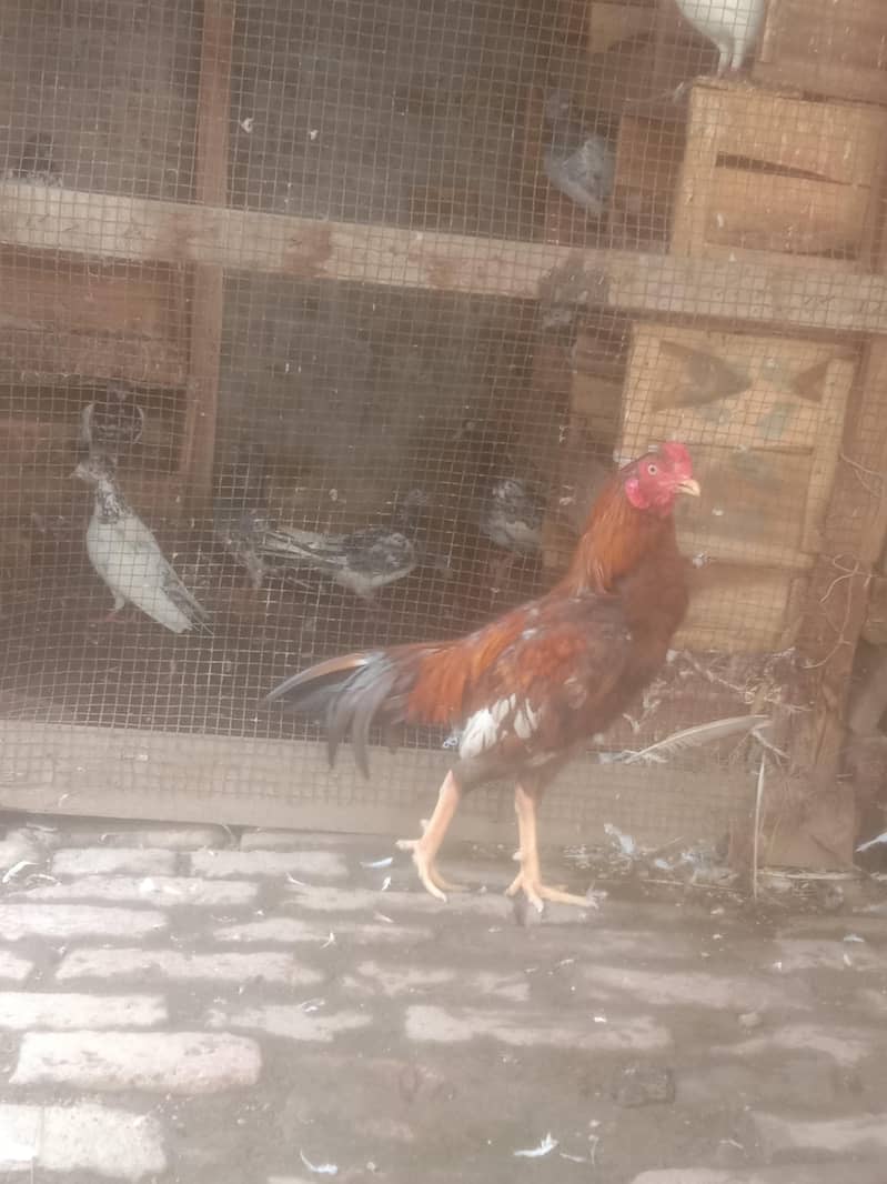 hen sell 1
