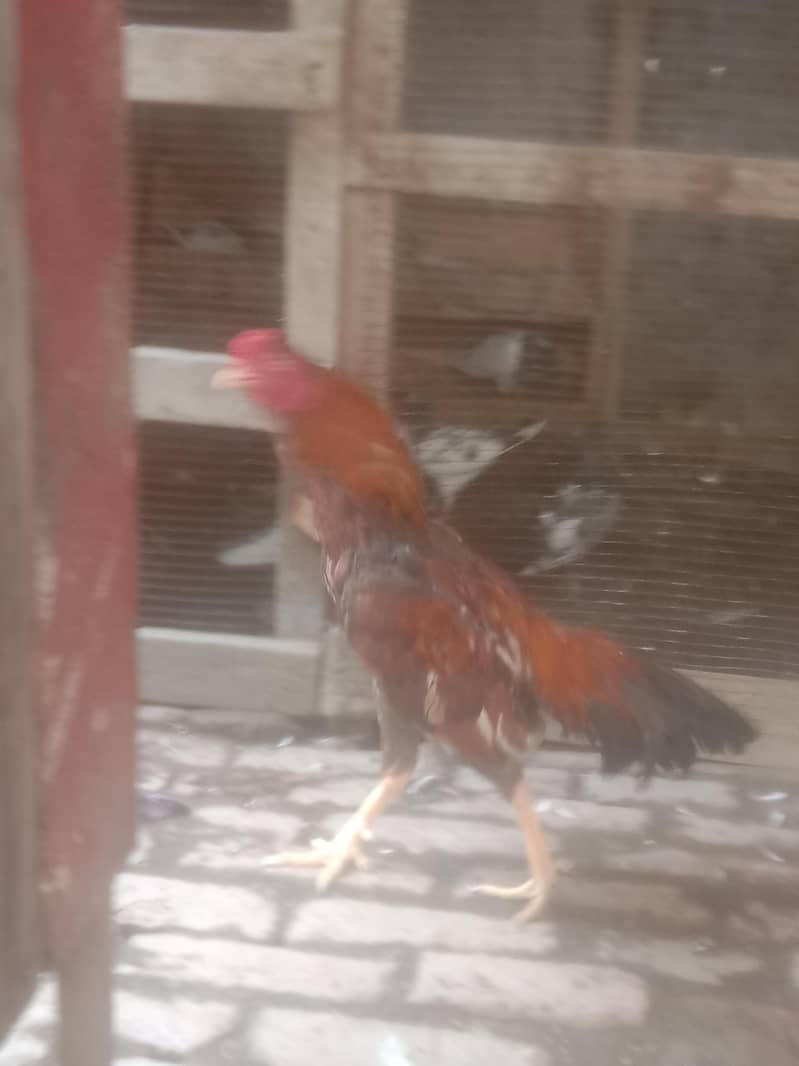 hen sell 2