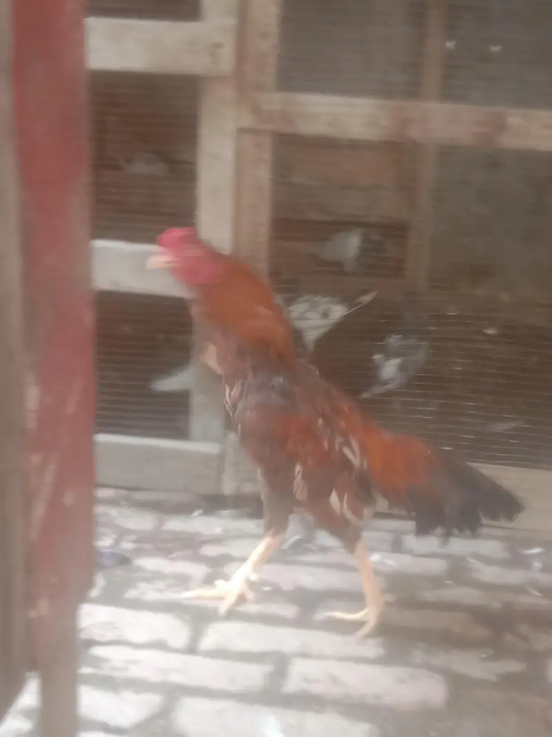 hen sell — photo 3