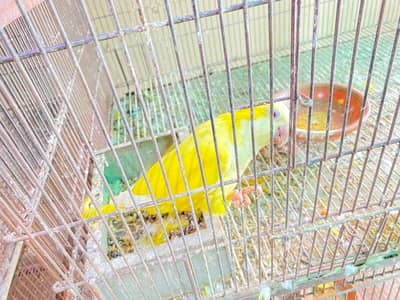 lutino Monk ready to breed pair