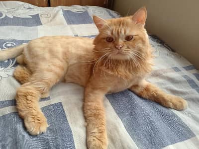 Triple Coated Ginger Persian Cat.