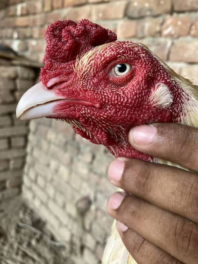 Bhut achi aur mazbort hai serious log messge kar rha