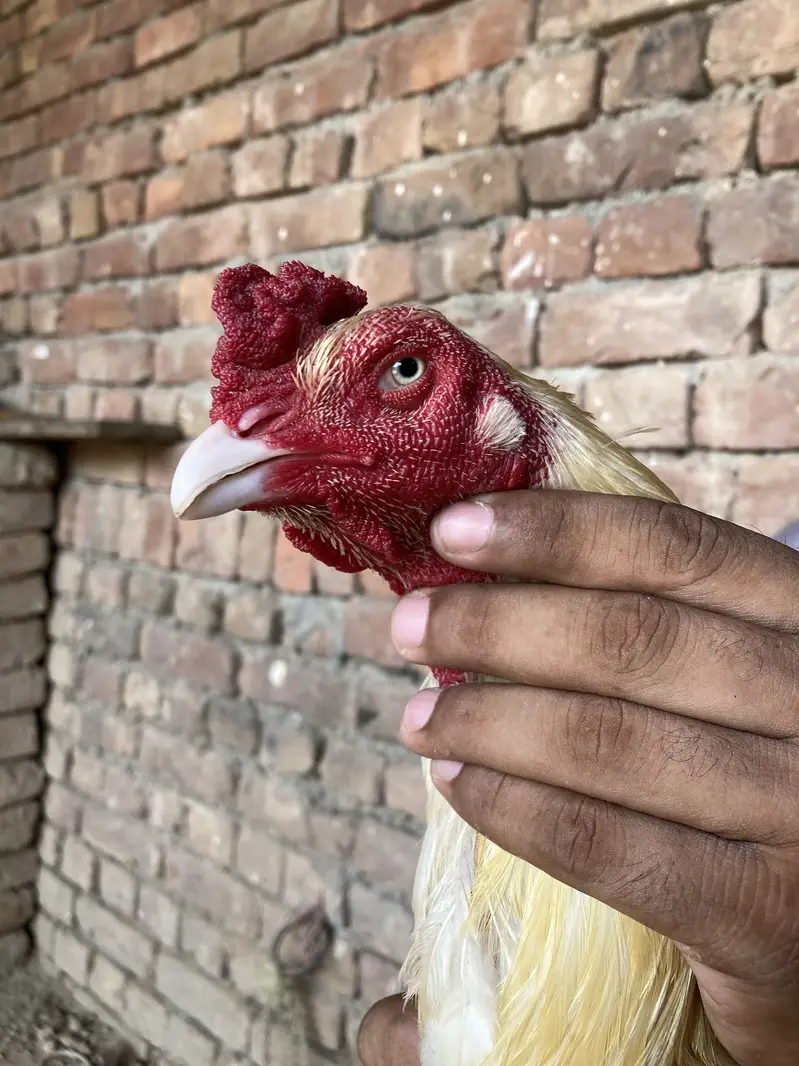 Bhut achi aur mazbort hai serious log messge kar rha — photo 2