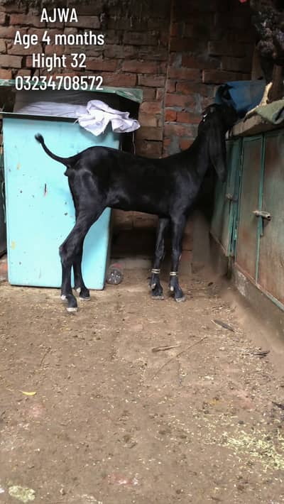 Black makhi cheeini and black Amertsari