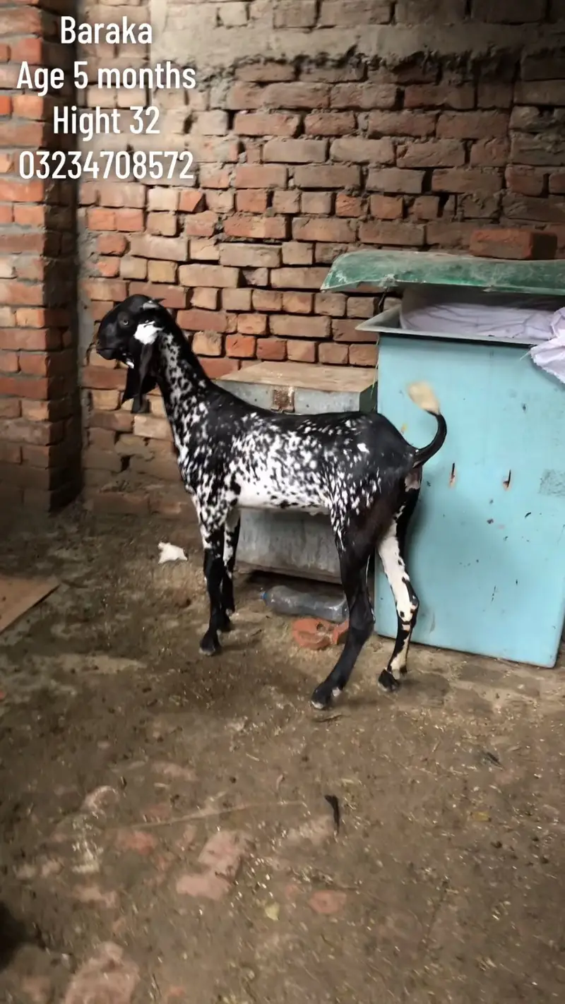 Black makhi cheeini and black Amertsari — photo 2