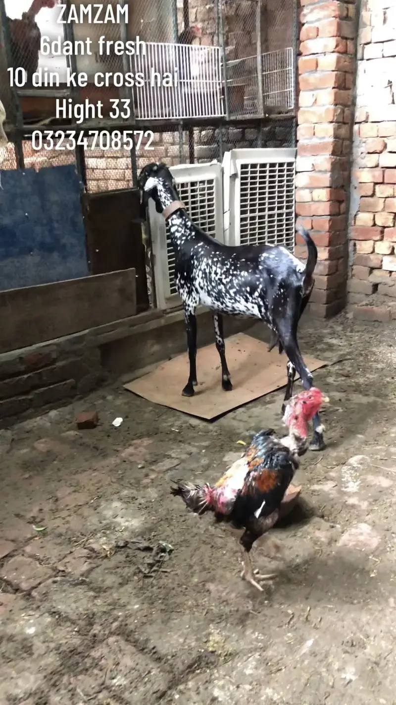 Black makhi cheeini and black Amertsari — photo 3