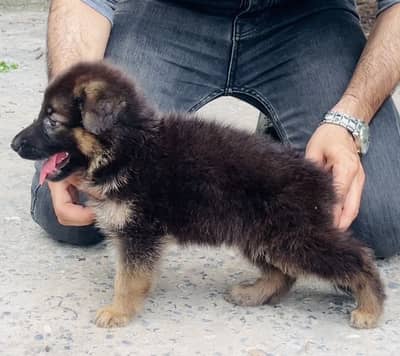 Top Notch German Shepherd Puppy