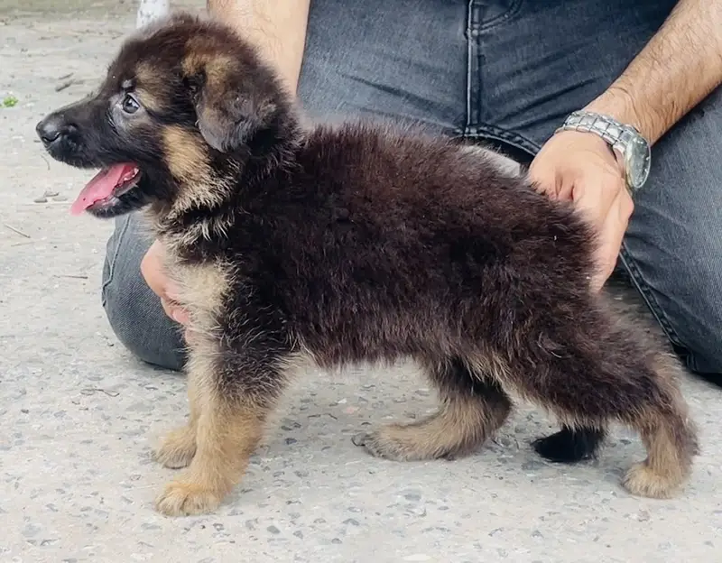 Top Notch German Shepherd Puppy — photo 2