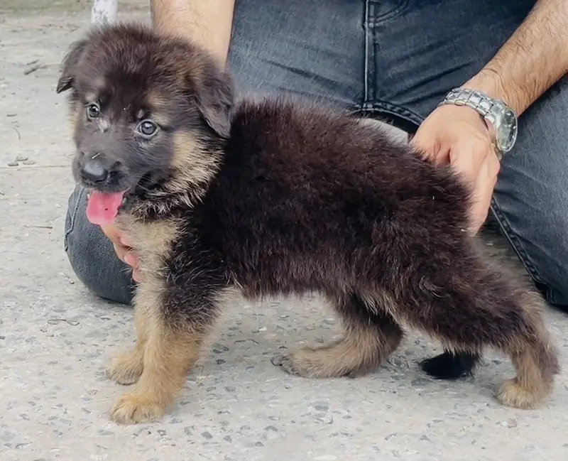 Top Notch German Shepherd Puppy — photo 3