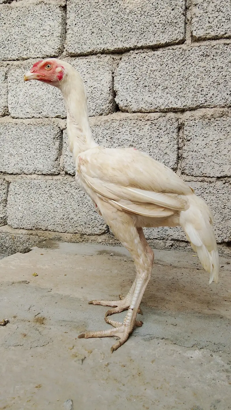 Heera patha — photo 2