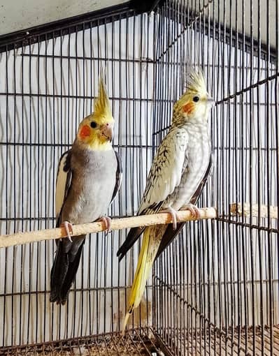 urgent sale breeder pair 03065482407
