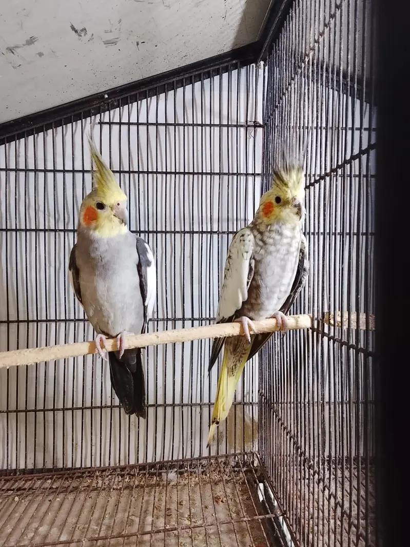 urgent sale ready to breed pair 03065482407 — photo 2