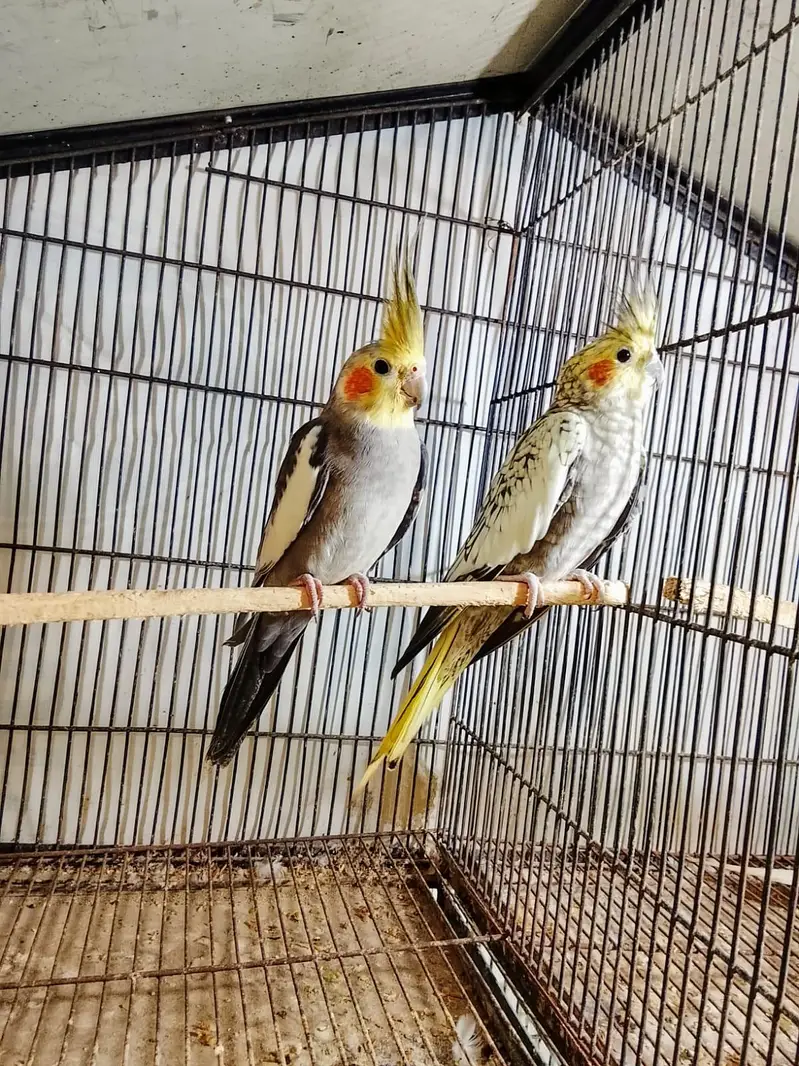 urgent sale ready to breed pair 03065482407 — photo 3