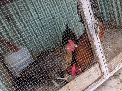 Hens Sale Exchange