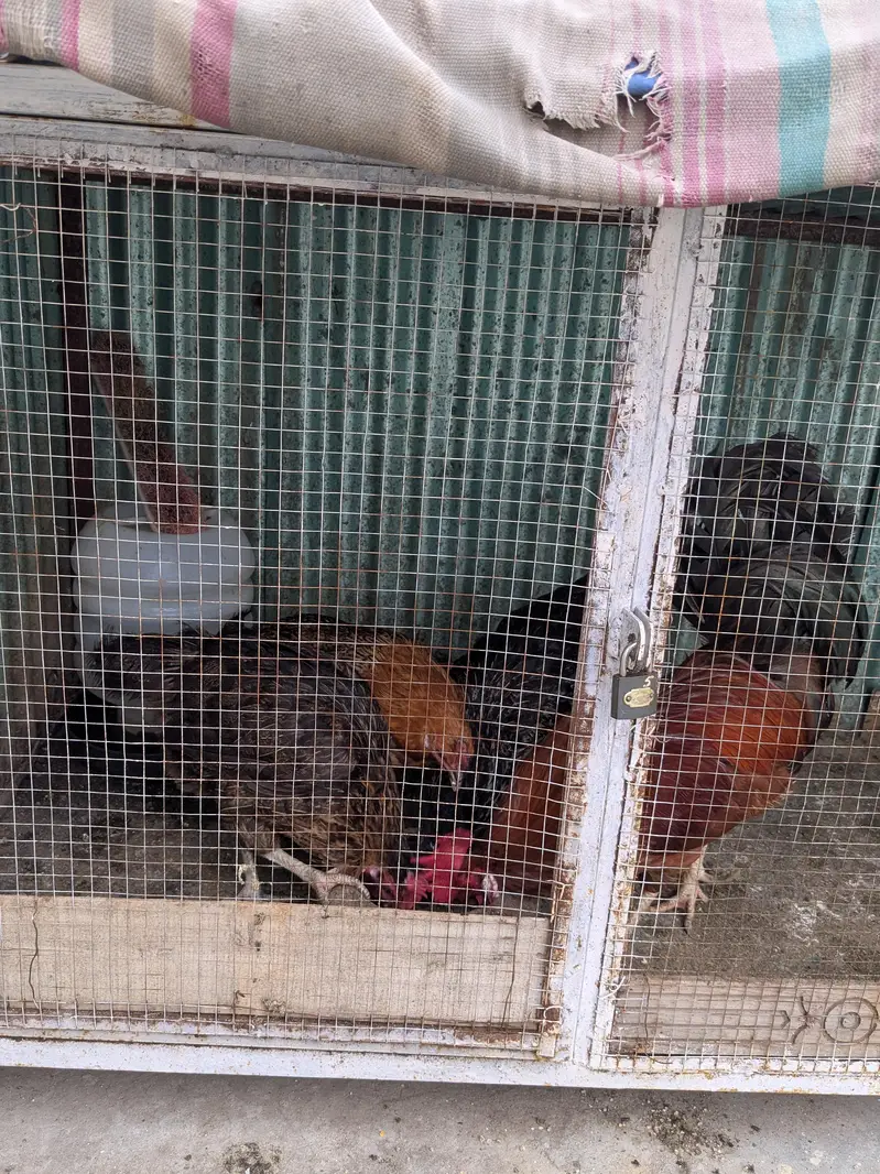 Hens female — photo 2