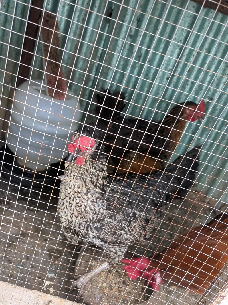 Hens female — photo 3