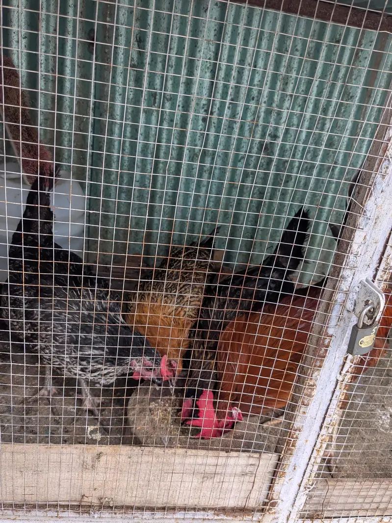 Hens female — photo 4