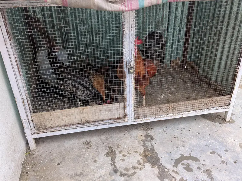 Hens female — photo 5