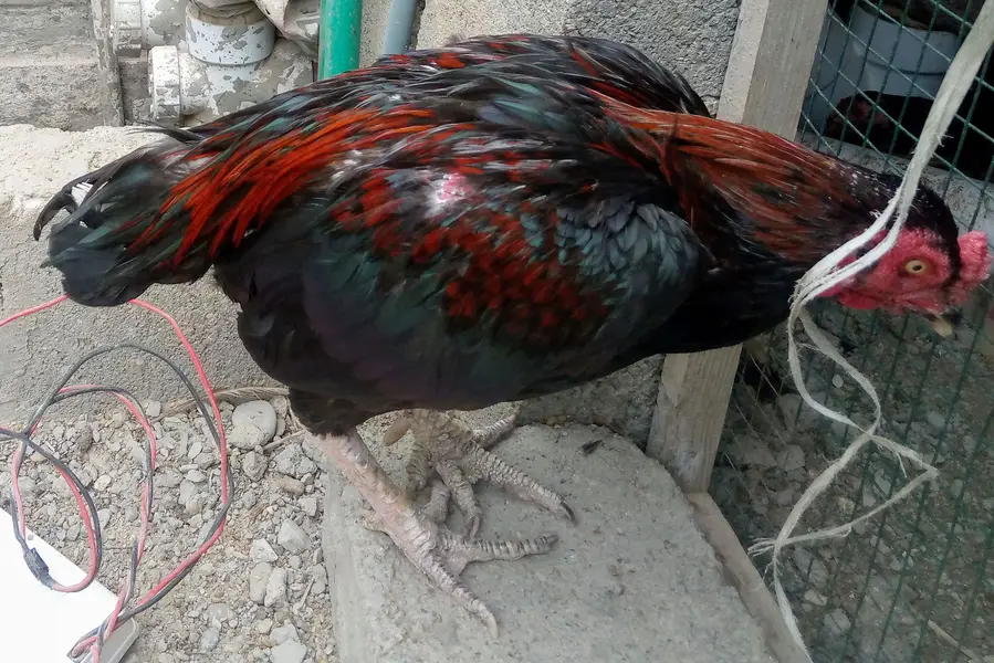 Top Quality Pure Aseel Setup (1 Murga + 5 Murgiyan — photo 2