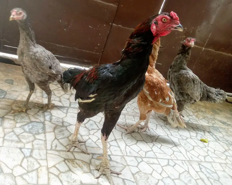 Top Quality Pure Aseel Setup (1 Murga + 5 Murgiyan — photo 3