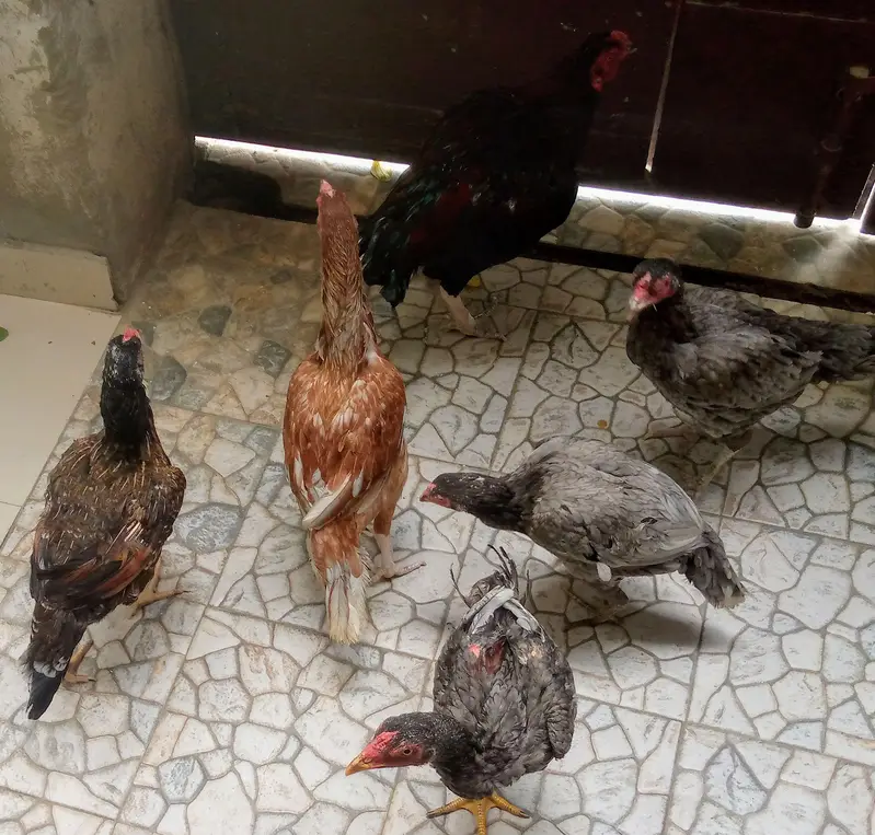 Top Quality Pure Aseel Setup (1 Murga + 5 Murgiyan — photo 12