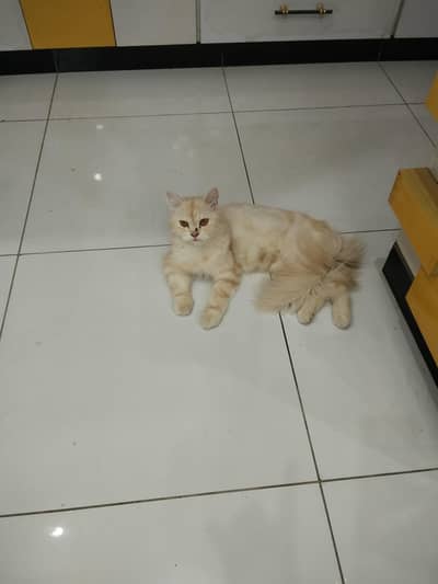 cat deni hai apni