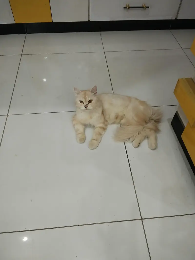 cat deni hai apni — photo 2