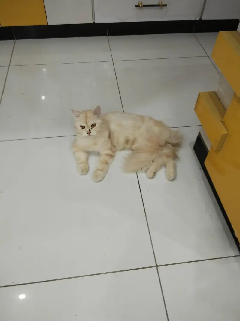 cat deni hai apni — photo 3