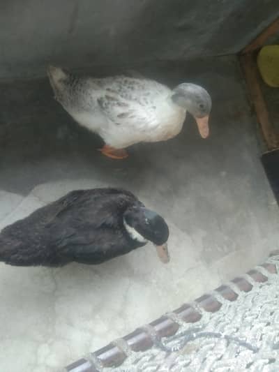 Healthy and Active Ducks Pair for Sale