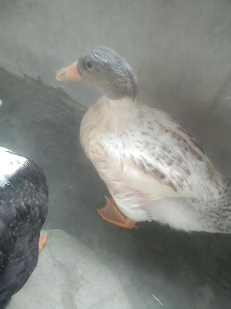 Healthy and Active Ducks Pair for Sale — photo 2