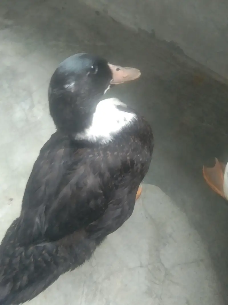 Healthy and Active Ducks Pair for Sale — photo 3