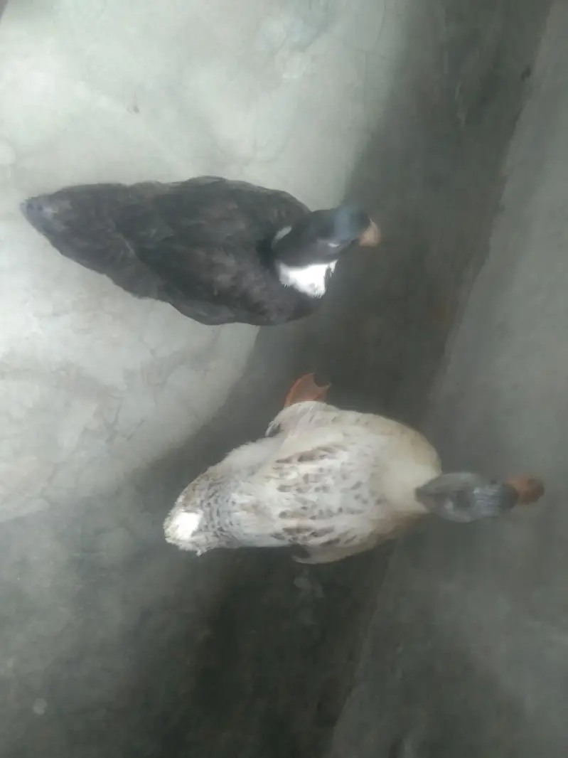 Healthy and Active Ducks Pair for Sale — photo 4