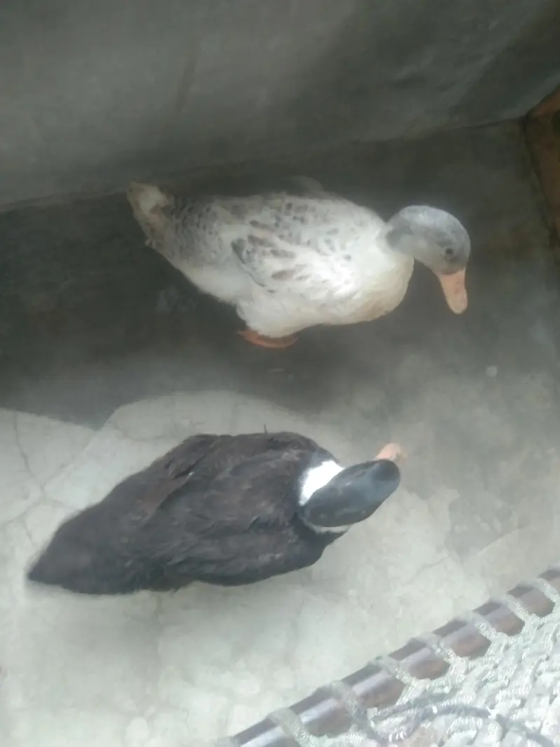 Healthy and Active Ducks Pair for Sale — photo 5