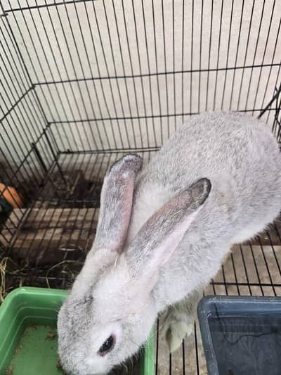 russian chinchla rabbit male 3 killo ky darmayan iska weight ha