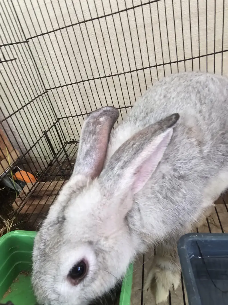 russian chinchla rabbit male 3kg weight and 6month+ age — photo 2