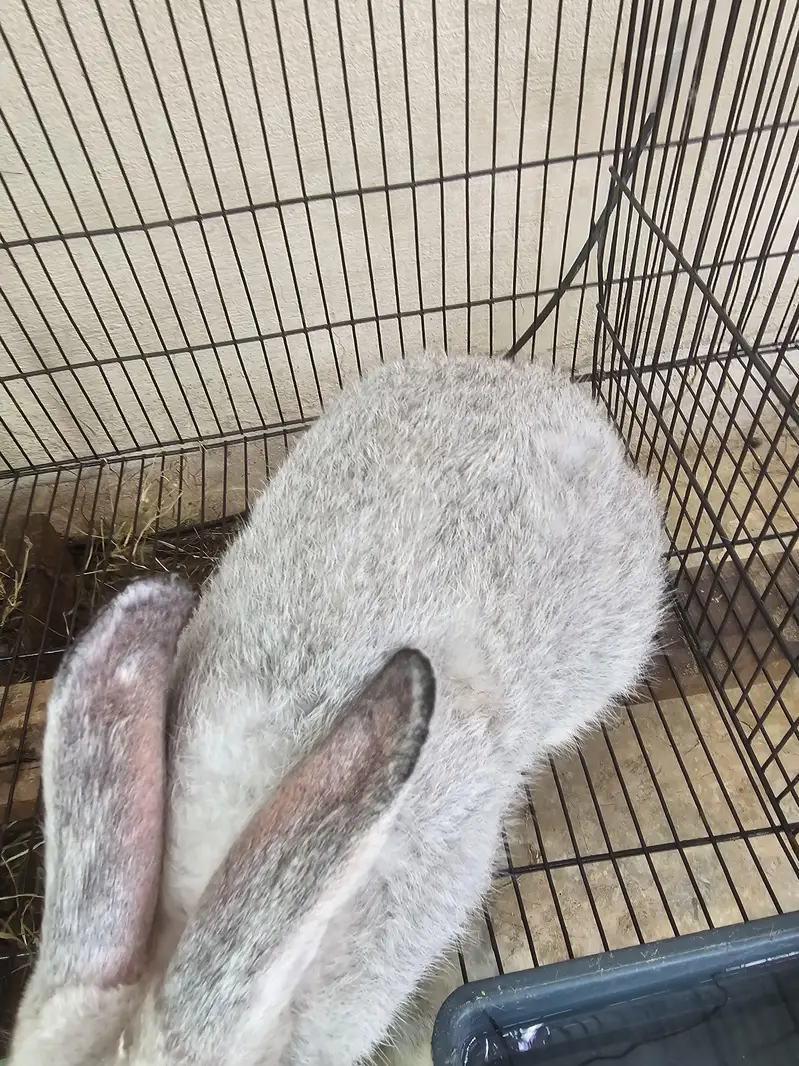 russian chinchla rabbit male 3kg weight and 6month+ age — photo 3