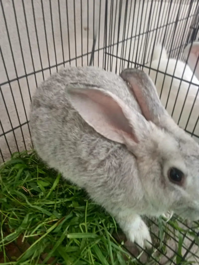 russian chinchla rabbit male 3kg weight and 6month+ age — photo 4