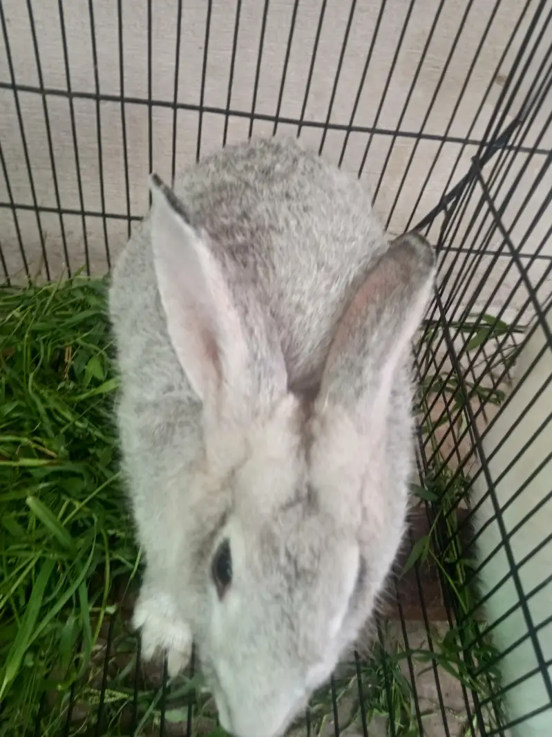 russian chinchla rabbit male 3kg weight and 6month+ age — photo 5