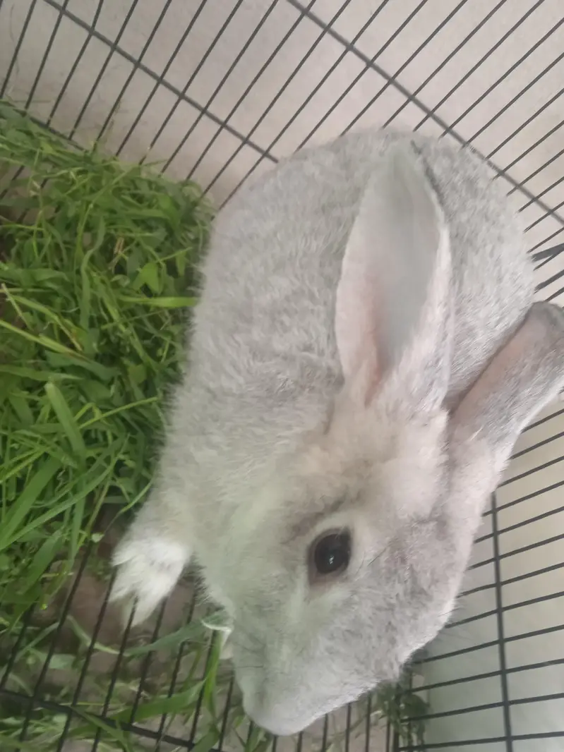 russian chinchla rabbit male 3kg weight and 6month+ age — photo 6