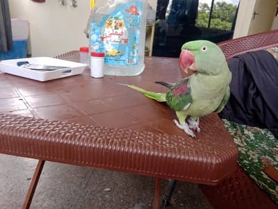 Healthy aur Active Alexandrine Parrot (Pahari Tota) Sale Ke Liye