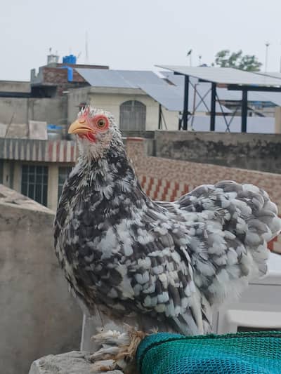 blue molted bantom female for sale /03024329933 whatsapphatsapp