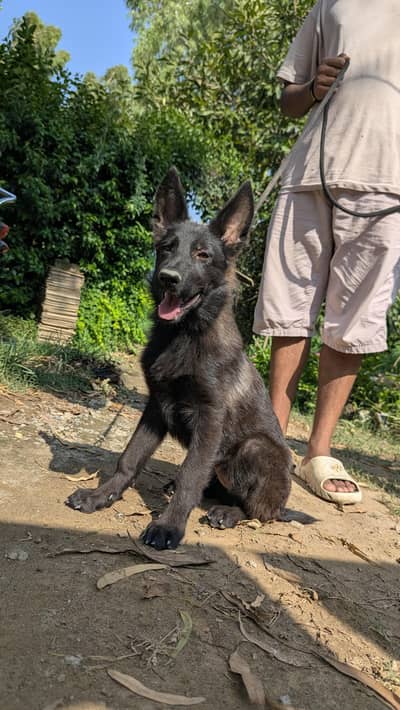 German shepherd stock gsd class female pkr 50 thousand