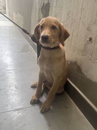 Labrador Bitch