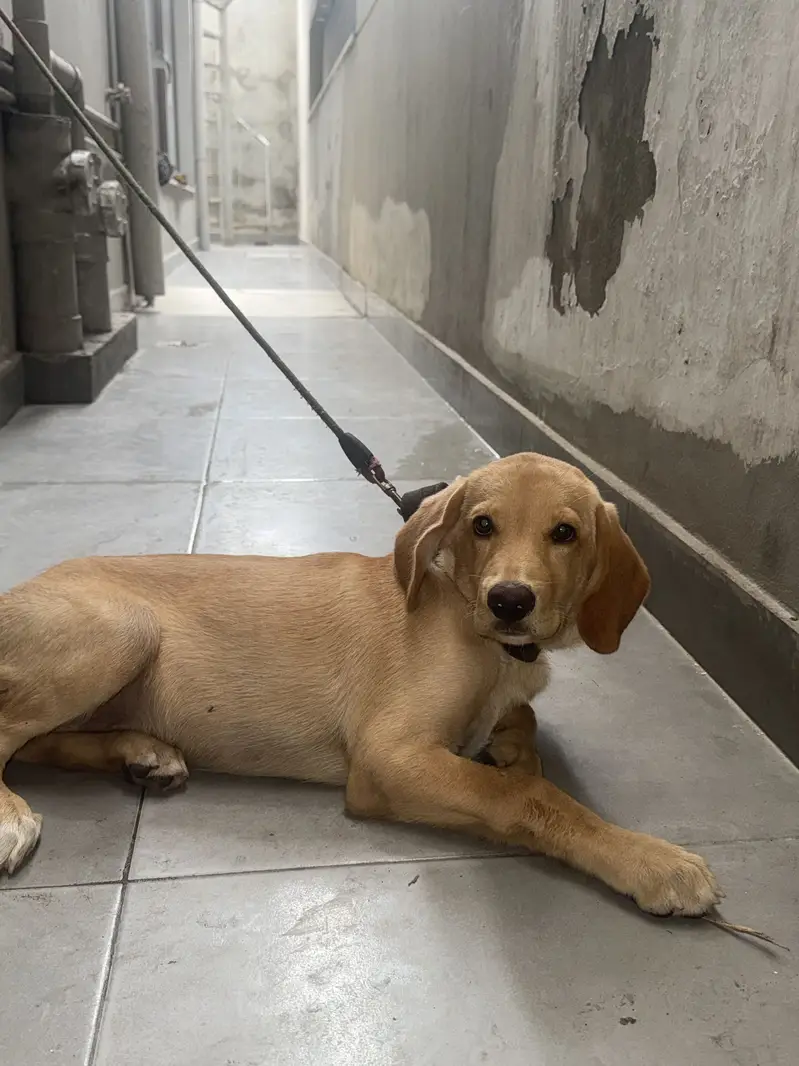 Labrador Bitch — photo 2