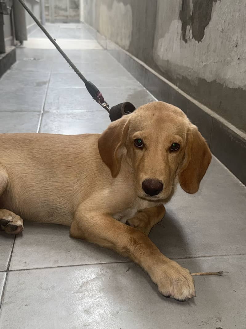 Labrador Bitch 2