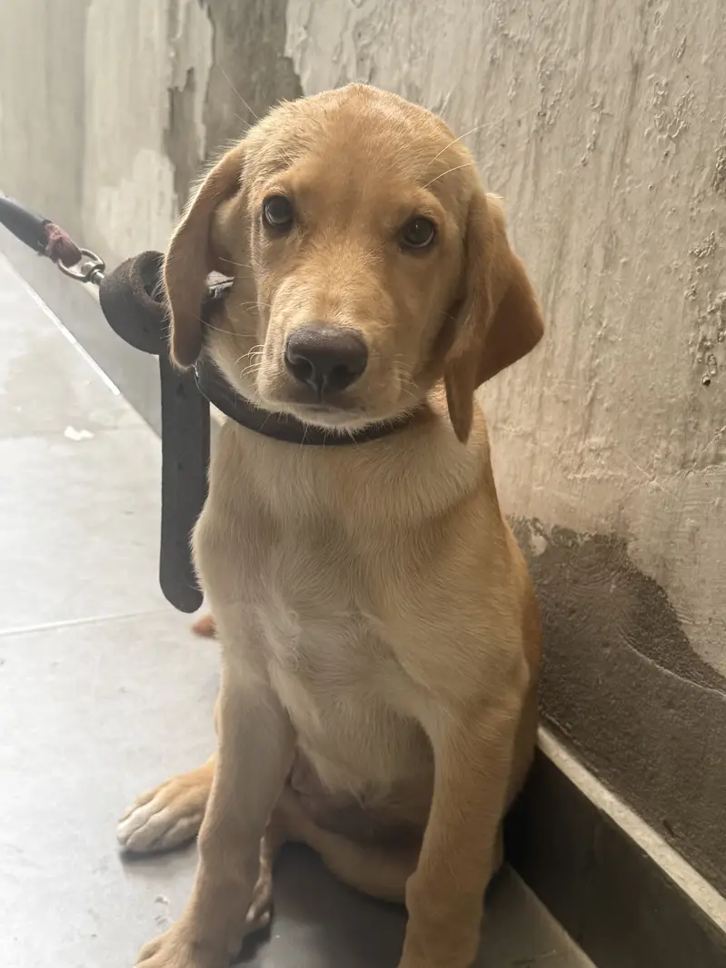 Labrador Bitch — photo 4