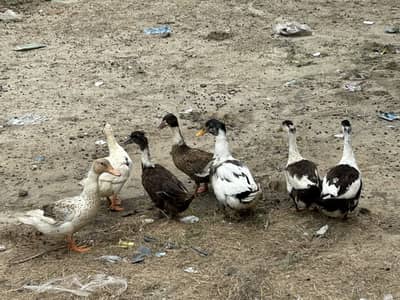 7 female or aik male for sale 03368792398 WhatsApp