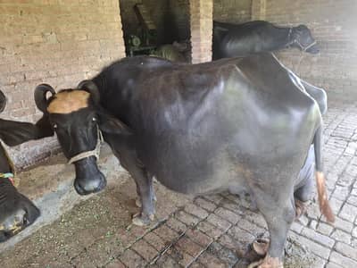 buffalo 3wara gaban 8 monthe doctor pass dood 5 kg ha