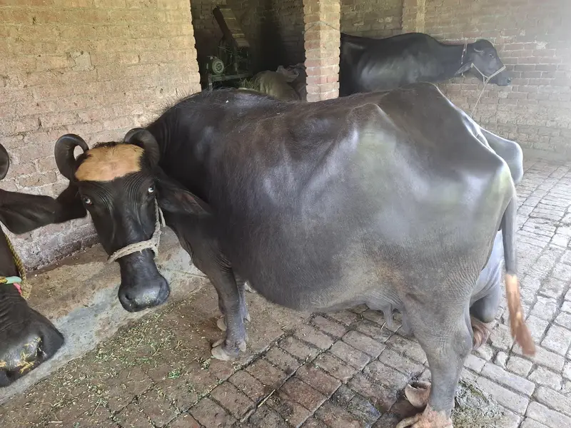 buffalo 3wara gaban 8 monthe doctor pass dood 5 kg ha