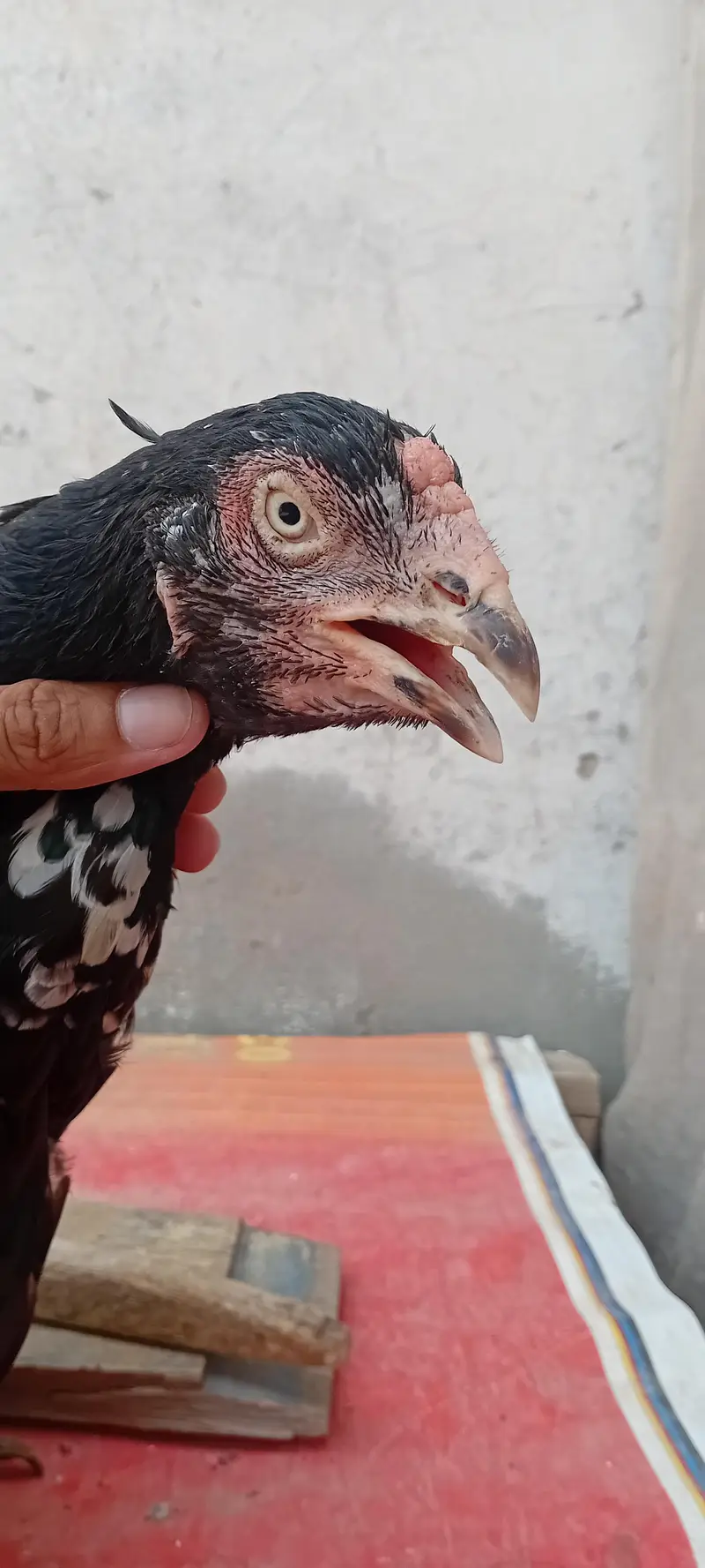 high quality lasani madi — photo 3